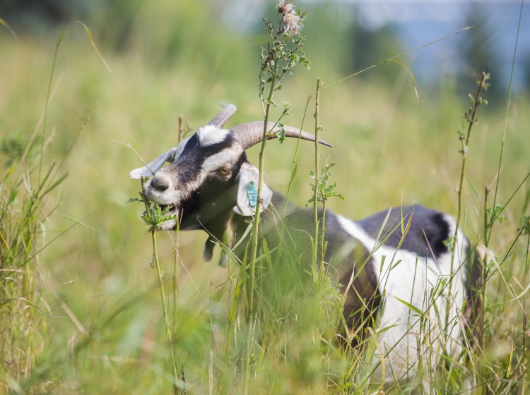 Blood Tribe first reserve in Canada to use goats in fight against ...