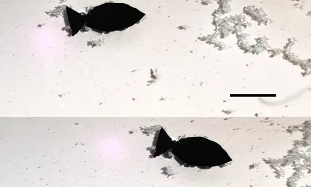 Bionic robo-fish to remove microplastics from seas – Nya Sustainability
